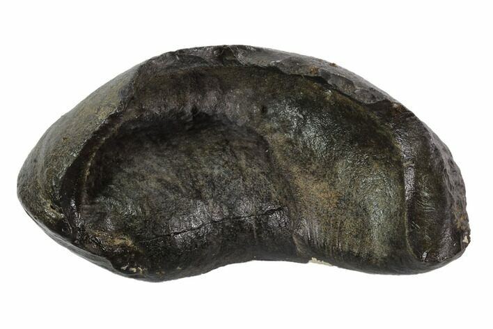 Fossil Whale Ear Bone - Miocene #95752